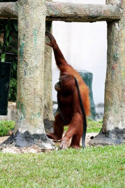 Hayvanat bahçesindeki kızıl saçlı orangutan manzarası.