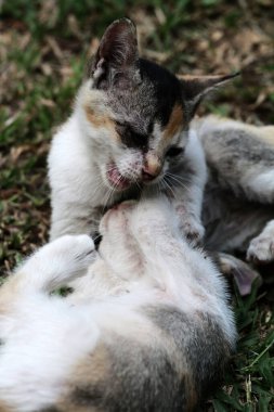 Şirin kediler bahçede yerde oynuyorlar