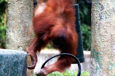 Hayvanat bahçesindeki kızıl saçlı orangutan manzarası.