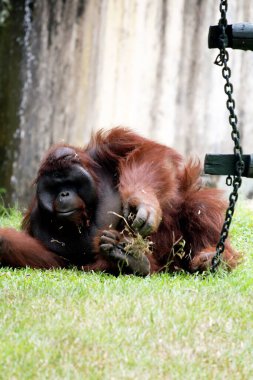 Hayvanat bahçesindeki kızıl saçlı orangutan manzarası.