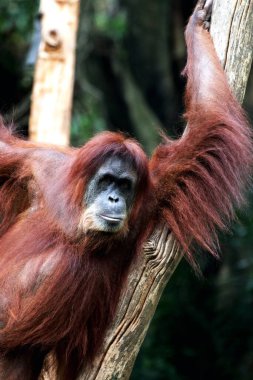 Hayvanat bahçesindeki kızıl saçlı orangutan manzarası.