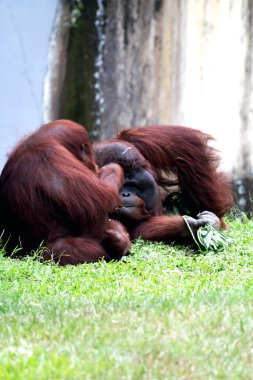 Hayvanat bahçesindeki iki orangutanın manzarası