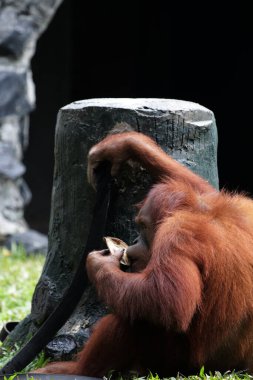 Hayvanat bahçesindeki kızıl saçlı orangutan manzarası.