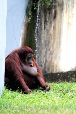 Hayvanat bahçesindeki kızıl saçlı orangutan manzarası.
