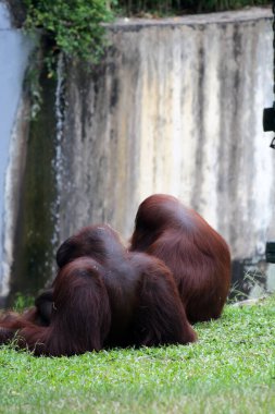Hayvanat bahçesindeki iki orangutanın manzarası