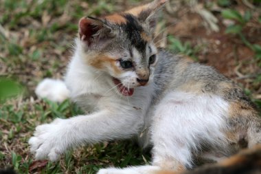 Bahçede yerde yatan sevimli kedi