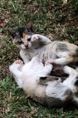 Şirin kediler bahçede yerde oynuyorlar
