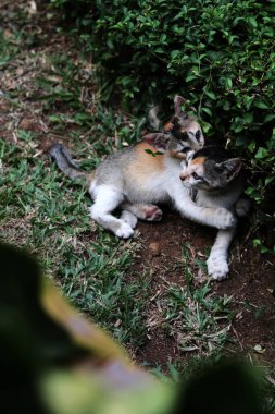 Şirin kediler bahçede yerde oynuyorlar