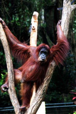 a closeup shot of a red orangutan swinging on the trees in the garden