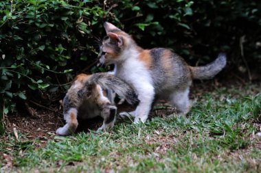 Şirin kediler bahçede yerde oynuyorlar