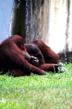 Hayvanat bahçesindeki iki orangutanın manzarası