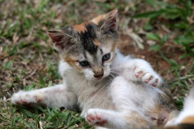 Bahçede yerde yatan sevimli kedi