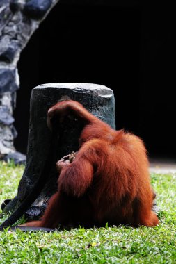 Hayvanat bahçesindeki orangutan manzarası