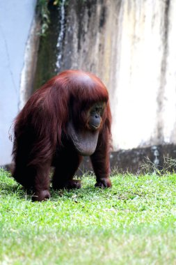 Hayvanat bahçesindeki çimlerin üzerinde kıllı kahverengi orangutan
