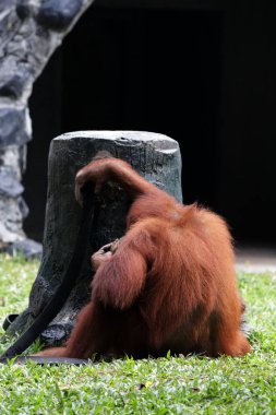 Hayvanat bahçesindeki orangutan manzarası