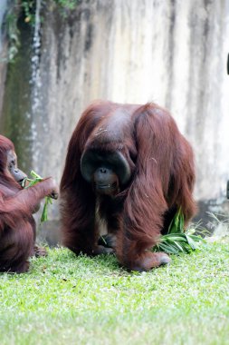 Hayvanat bahçesindeki iki orangutanın manzarası