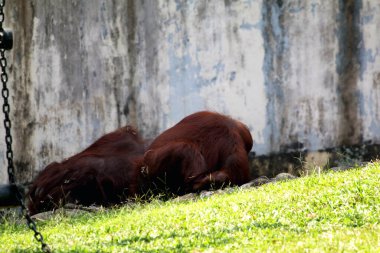 Hayvanat bahçesindeki iki orangutanın manzarası