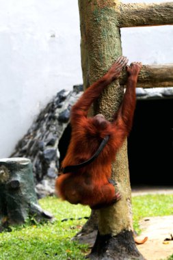 Hayvanat bahçesindeki erkek orangutana yakın çekim