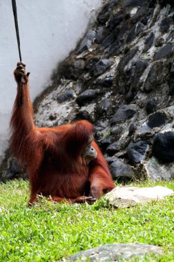 hairy brown orangutan on the grass at the zoo clipart