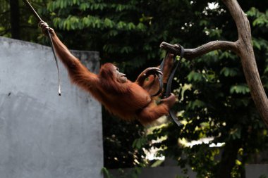 Hayvanat bahçesindeki erkek orangutana yakın çekim