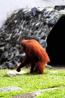 Hayvanat bahçesindeki çimlerin üzerinde kıllı kahverengi orangutan