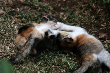 Şirin kediler bahçede yerde oynuyorlar