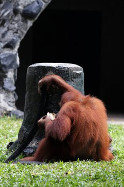 Hayvanat bahçesindeki orangutan manzarası