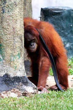 Hayvanat bahçesindeki çimlerin üzerinde kıllı kahverengi orangutan