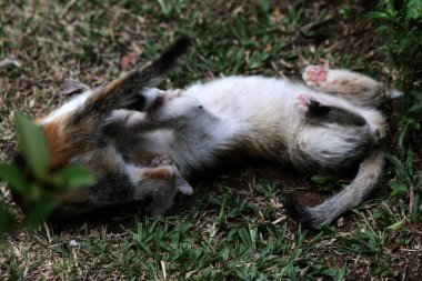 Şirin kediler bahçede yerde oynuyorlar