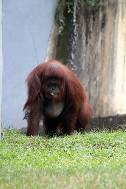 Hayvanat bahçesindeki çimlerin üzerinde kıllı kahverengi orangutan