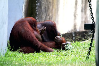 Hayvanat bahçesindeki iki orangutanın manzarası