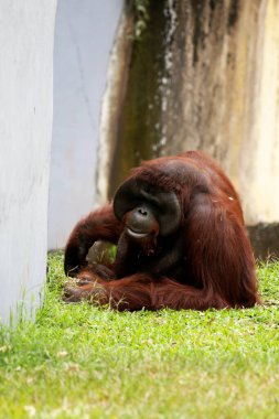 Hayvanat bahçesindeki çimlerin üzerinde kıllı kahverengi orangutan