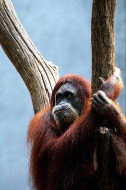 Bahçedeki ağaçlarda sallanan kırmızı bir orangutanın yakın plan çekimi.
