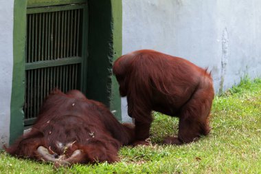 view of the two orangutans at the zoo clipart