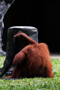 Hayvanat bahçesindeki orangutan manzarası