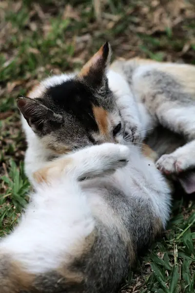 Şirin kediler bahçede yerde oynuyorlar