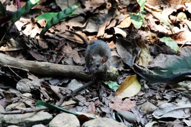 Ormandaki sıçan manzarası