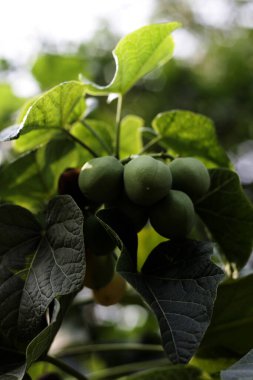 jatropha plants on branch, close up view clipart