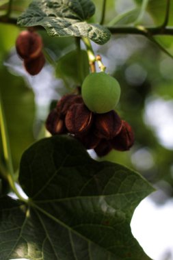 jatropha santralleri dalda, görünümü kapatın