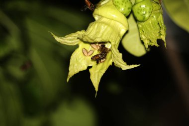bees flying near green flowers, close up view