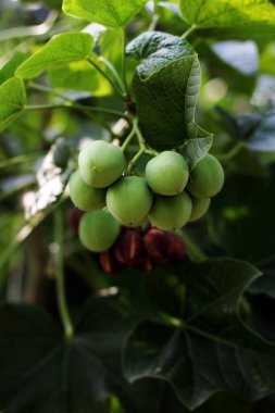 jatropha santralleri dalda, görünümü kapatın