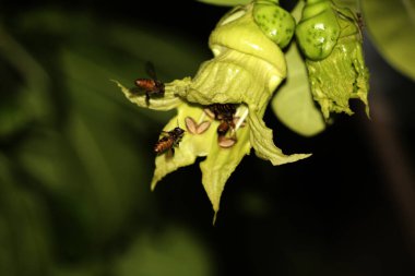 bees flying near green flowers, close up view