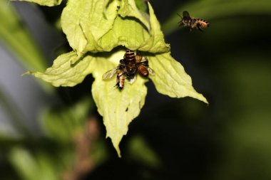 bees flying near green flowers, close up view