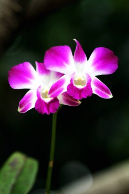 Koyu arkaplanda pembe orkide çiçeklerinin görüntüsünü kapat