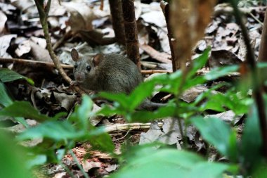 Ön planda bulanık yaprakları olan sevimli, vahşi bir farenin yakın çekimi.