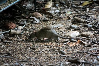 Ormandaki sıçan manzarası
