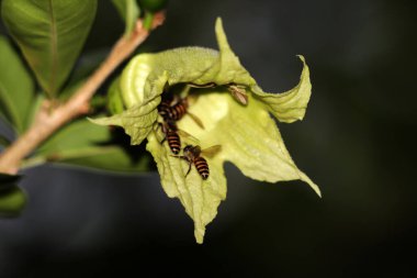 bees flying near green flowers, close up view