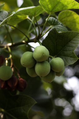 jatropha santralleri dalda, görünümü kapatın