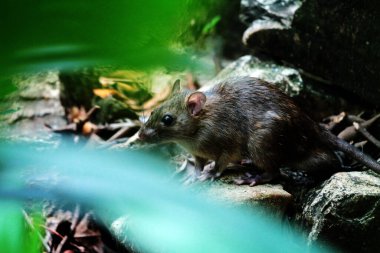 closeup of a cute wild rat on the stones with blurred leaves on foreground