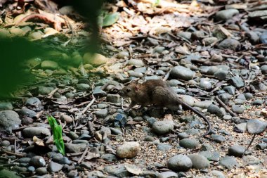 Ön planda bulanık yapraklarla çakıllı zeminde sevimli vahşi bir farenin yakın çekimi.